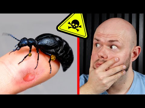 OLEICE - Trujące owady w Polsce - FAKTY i MITY