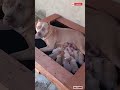 New Born Pitbull Puppies ️ Shorts Pitbull Puppy