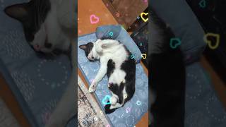 おなかに黒いハート #shorts