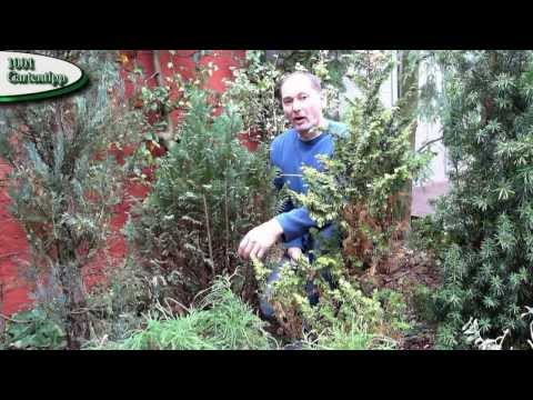 Garden tip August 0812 Pruning columnar false cypress ( Chamaezyparis )