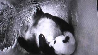 Panda cub & "Kaiserglöckerl", Zoo Vienna