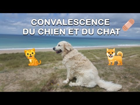 CONVALESCENCE du CHIEN/CHAT
