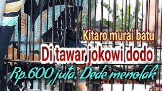 Download lagu KITARO BURUNG MURAI BATU DI TAWAR JOKO WIDODO Rp.600 JUTA mp3