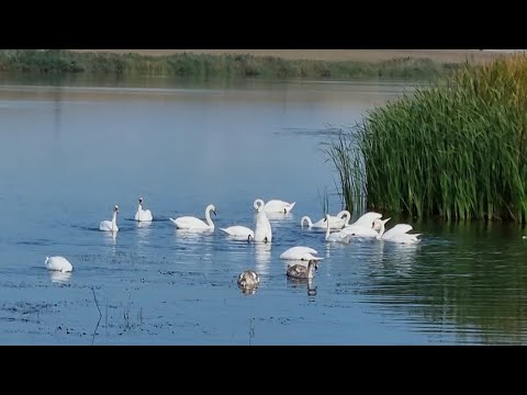 Balta Posta Elan Gusitei Vaslui / Swan Lake