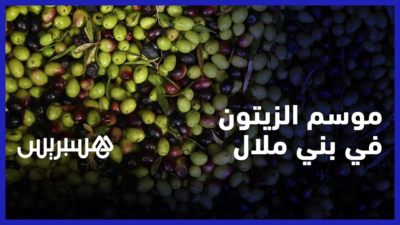 موسم الزيتون ببني ملال.. قلة الأمطار تؤثر على وفرة الإنتاج والطلب الكثير يرفع الأسعار في الأسواق thumbnail