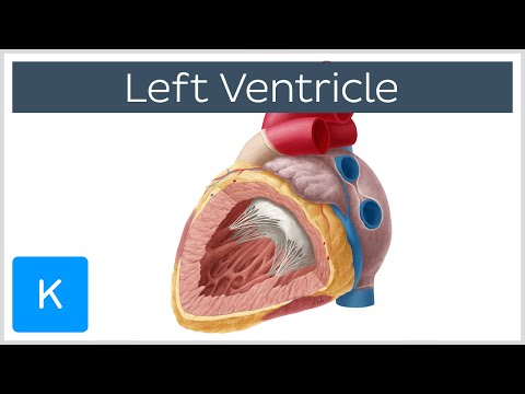 Left Ventricle (Heart) - Function, Definition and Anatomy- Human Anatomy | Kenhub