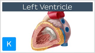Left Ventricle (Heart) - Function, Definition and Anatomy- Human Anatomy | Kenhub