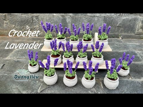 Chậu Lavender mini