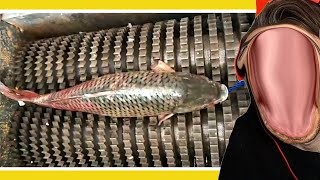 is the most funny thing ever - How Fish Is Made (HowItsMade #2)