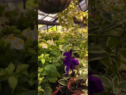 Recommended HashTags ONLINE EXAM HAI - DAY-51 #minivlog #ytshorts #trendingshorts #shorts