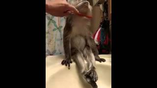 Cute Monkey Takes Bath