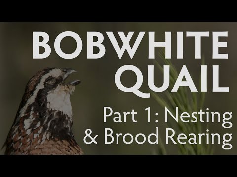 Bobwhite Quail Nesting and Brood Rearing | PART 1 | Latest, Largest Research Study
