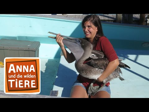 , title : 'Wie fischt der Pelikan? | Reportage für Kinder | Anna und die wilden Tiere'