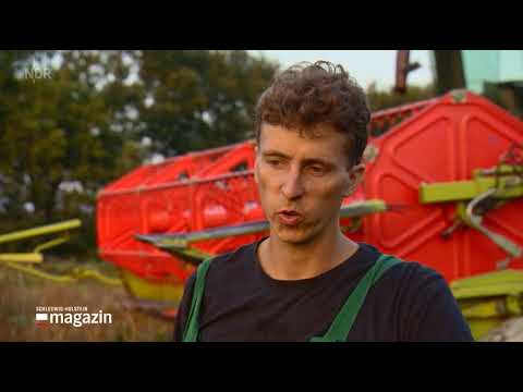 Kümmelanbau in Dithmarschen | SH Magazin 27.09.2020