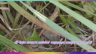 Download lagu Firman Siagian - Rindu Serindu Rindunya mp3