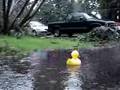 Rubber Duckie