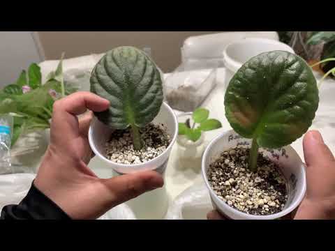 , title : 'Easiest Way to Propagate African Violets (Works 100%) - Part 2.'