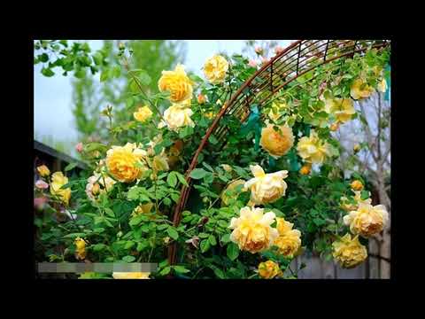 Thuốc trị bệnh trên lan ở Lào Cai/0938858793