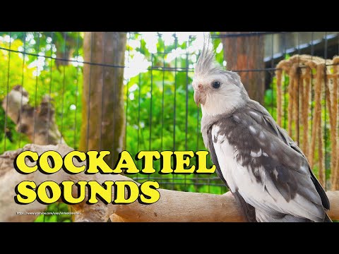Cockatiel Sounds - Nono The Male White-Faced Cockatiel