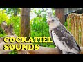 Cockatiel Sounds - Nono The Male White-Faced Cockatiel