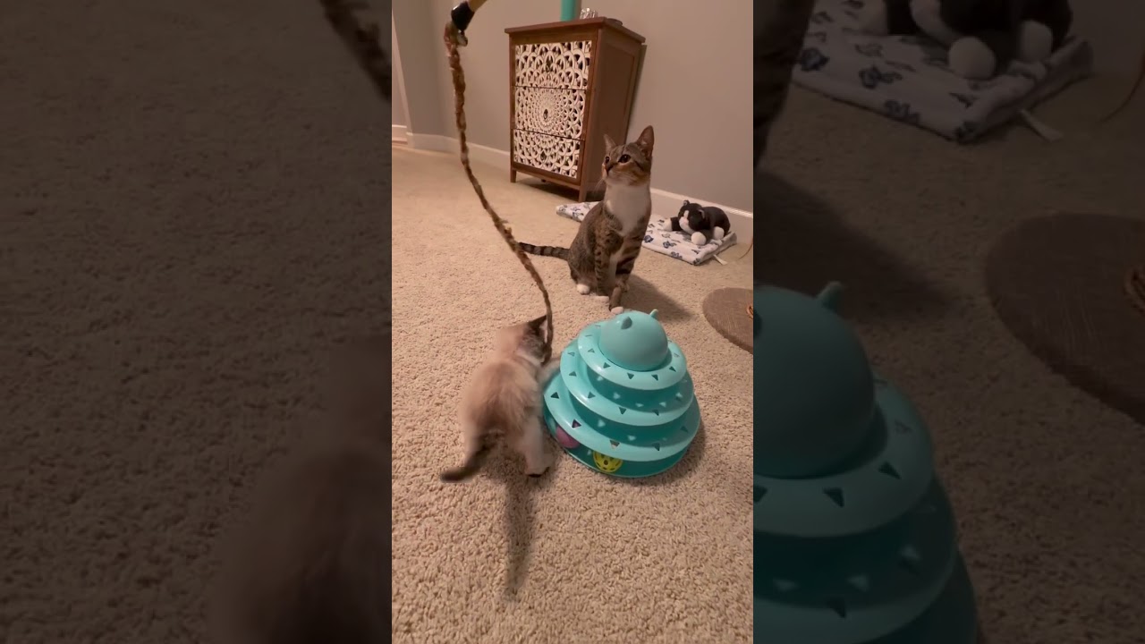 Enlarge Bruno, an adopted Siamese in Hilton Head Island, SC video 5/5