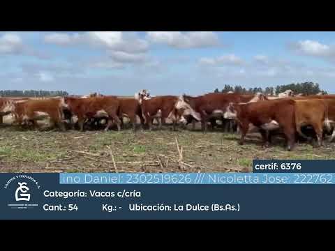 Lote Vaca CGP - Necochea Bs As