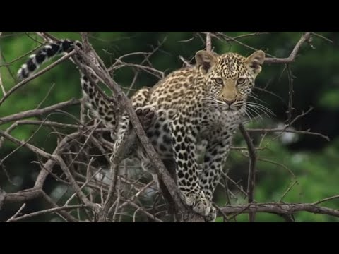 5 Fascinating Big Cat Moments Captured on Camera