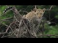 Heart Stopping Big Cat Moments | Top 5 | BBC Earth