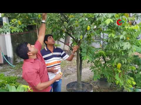 বারোমাসি আমড়া, কামরাঙ্গা ও আম গাছ (year round Hog-plum, Carambola and Mango)