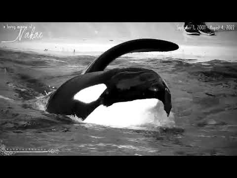 in loving memory of nakai