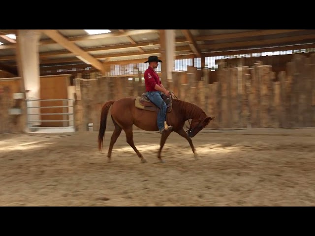 Yegua Quarter Horse En venta 2021 Alaz&aacute;n por AR ROCK STAR