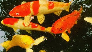 Download the video "My OASE Bio Smart 5000 Koi Pond Filter"