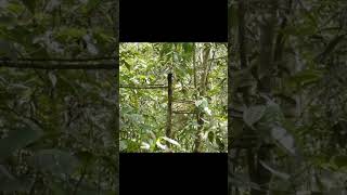 Download lagu bird trap with 3 nooses mp3