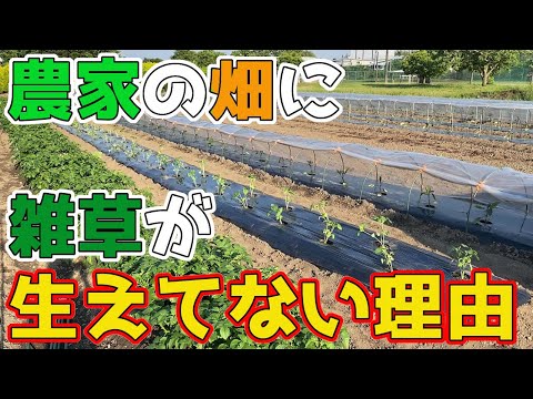 庭の除草を簡単にするためのヒント 秋の雑草を取り除く ハーブ 天然除草剤