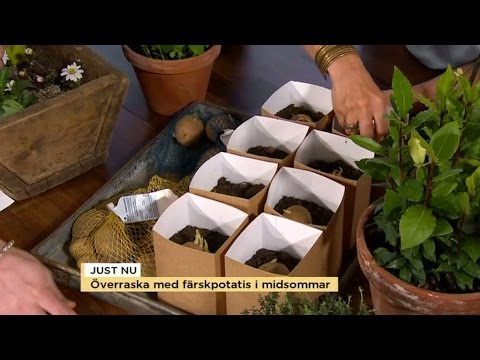 , title : 'Så får du fin potatis till midsommar - Nyhetsmorgon (TV4)'
