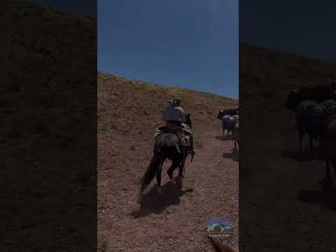 Cruce de los andes siguiendo los pasos del General San Martin #sanjuan #calingasta #barreal