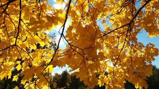 Amedeo Minghi   -  Ricorrenze d'amore" -  2016