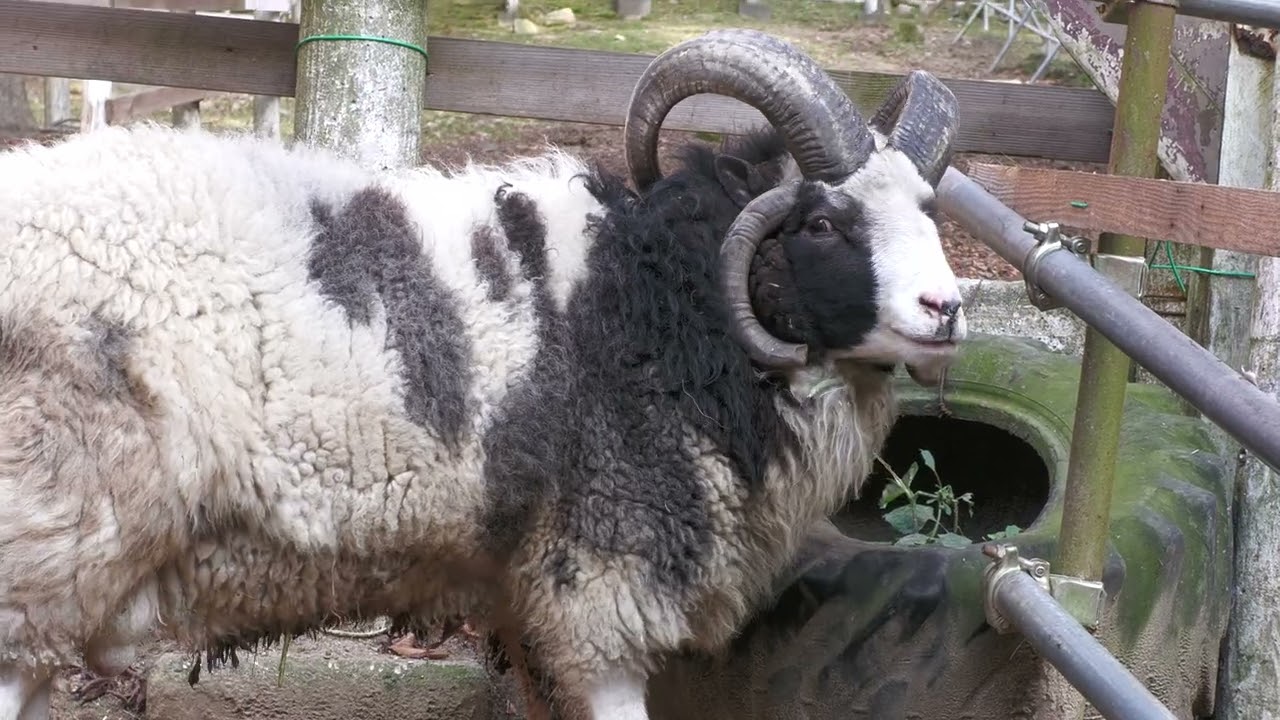 ジャコブヒツジ (六甲山牧場) 2021年11月20日