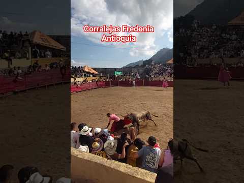 Fiestas del café en Fredonia Antioquia #shortvideo #toros #ganaderia