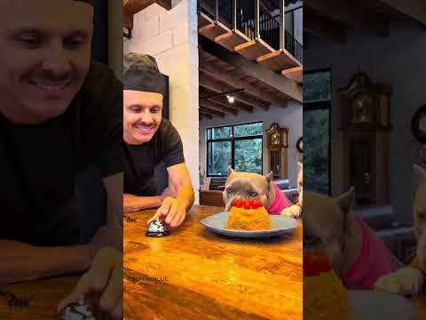 Bolinho de Carne com Creme de Cenoura e Tomate 😋🐾 #americanbully