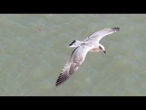 100 ja Seened - Veelinnu Tiivad