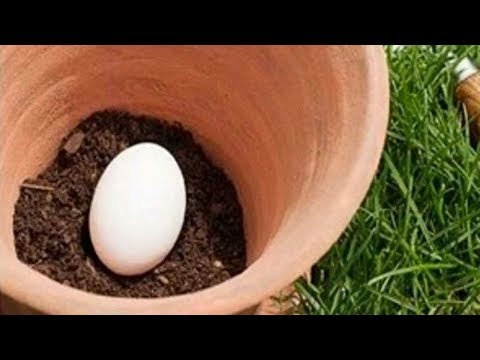 , title : 'قم بزرع بيضة في تربة حديقتك، وما سيحدث بعد عدة أيام سيكون مفاجأة لك !!'