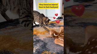 This cat comforts a baby deer🥹🥰 #shorts #catlover