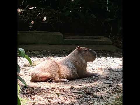#capibara Zoo El Arca Archidona Napo Amazonía Ecuador #2025