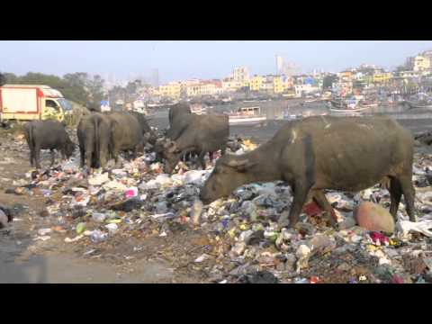 The Inspector Cluzo - Indian Tour 2014