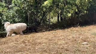 Video preview image #1 Labrador Retriever-Unknown Mix Puppy For Sale in Fallbrook, CA, USA