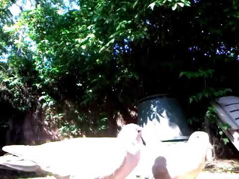 Zaterdagochtend stress !  😜 Benny Hill theme