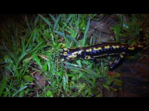 Feuersalamander Goladinha 02 2017