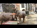 Dangerous Cow Qurbani 2023 Dangerous Eiduladha Faisalabad Mandi Lahore Karachi Multan Vlog