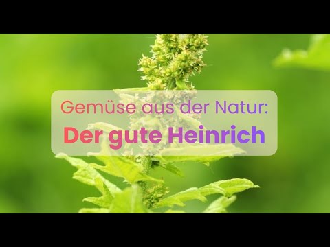 Wildpflanzen: Der gute Heinrich